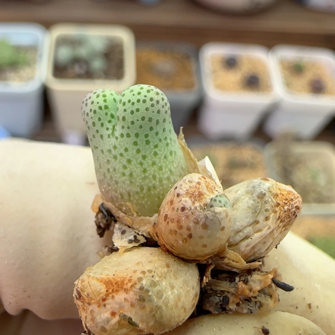 018园艺优选红斑马