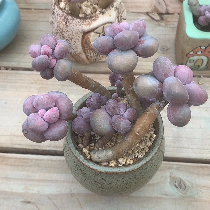 小***菇烧烤去兔咯哦兔我哦哦哦哦