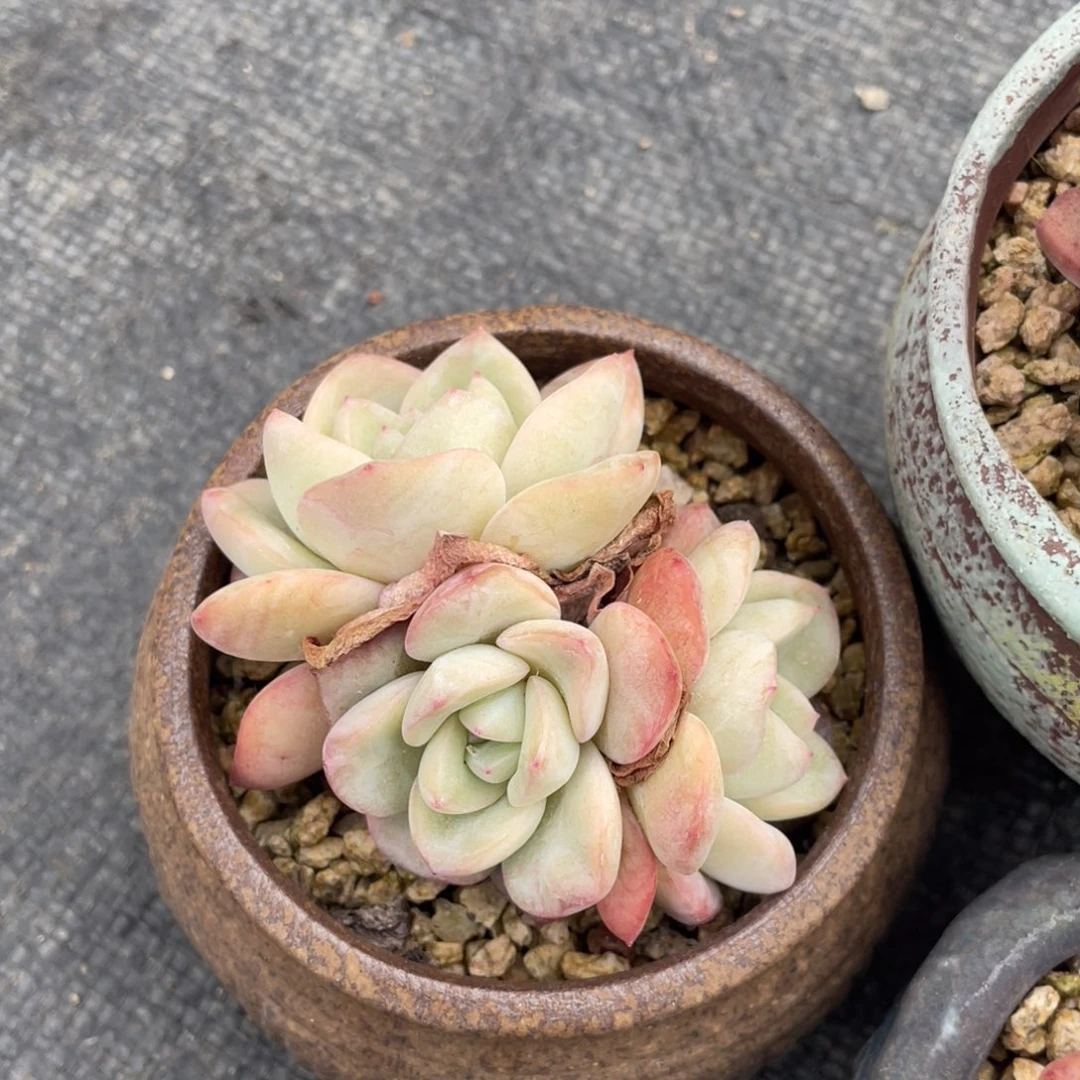 多肉植物盆栽多肉