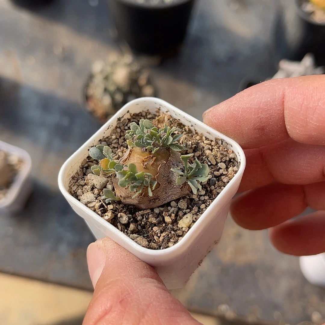 实生格加厚敦菊一物一拍