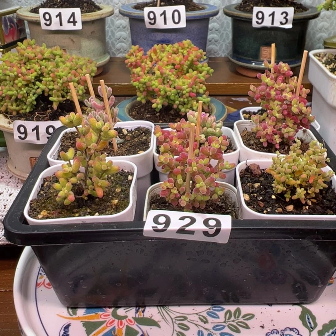 不***包枝干番杏多肉植物929