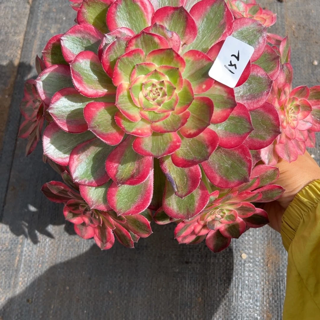 152云荷多肉多肉痛肉多肉