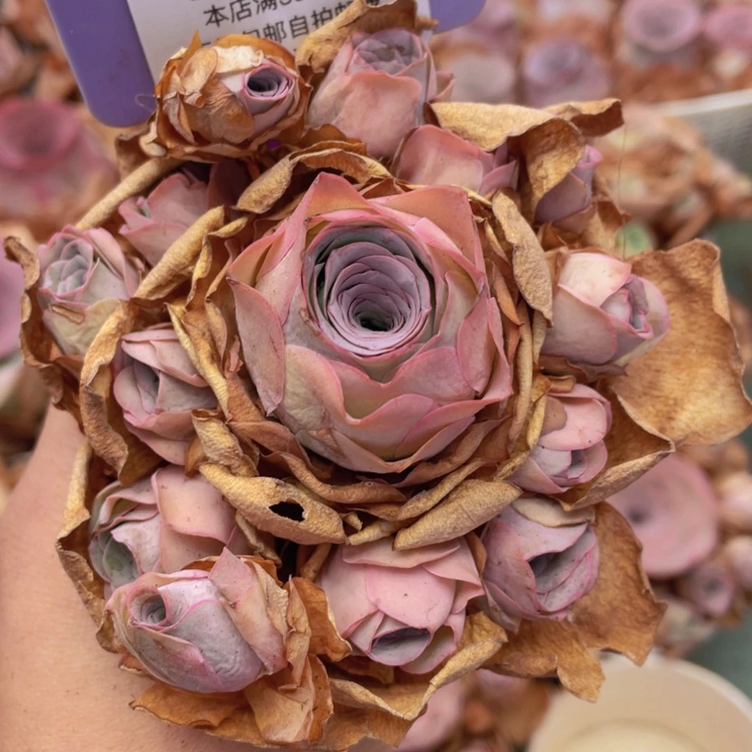 山地玫瑰J093断枝不包损不售后