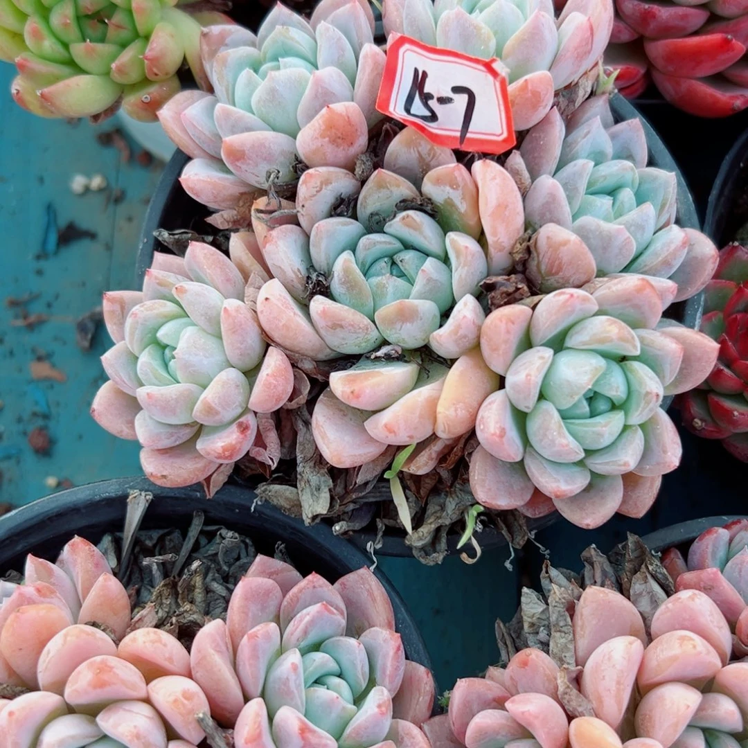 美***醒精品多肉植物老桩