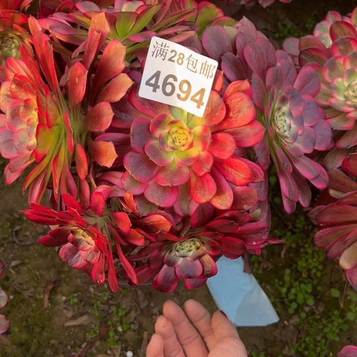 4694云姬多肉植物