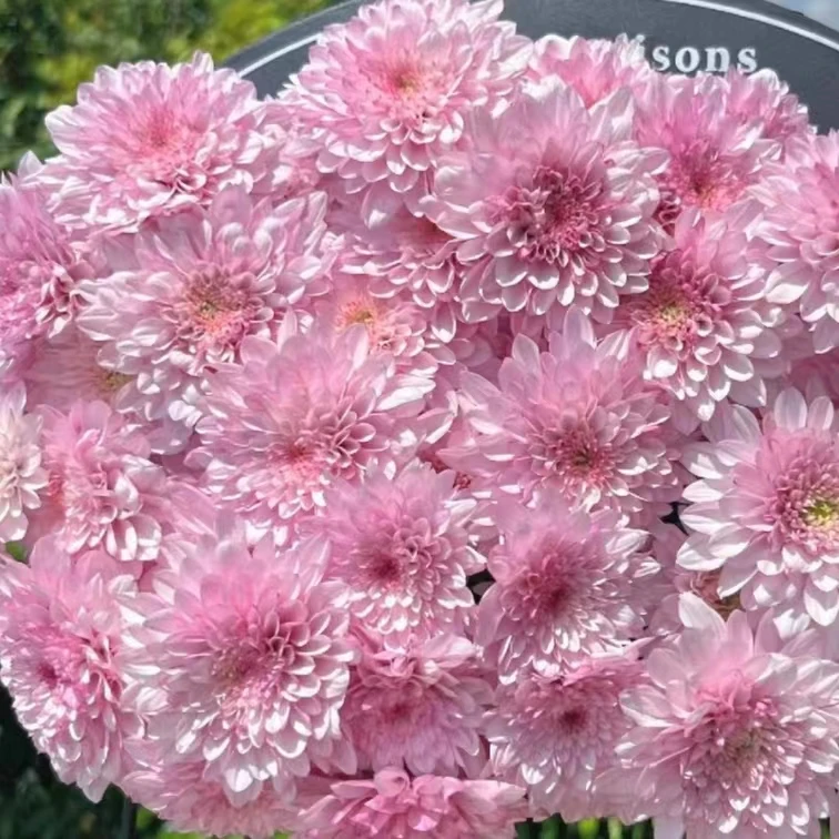 【迈锐宝小菊】云南优选鲜切花昆明基地直发家用插花节日