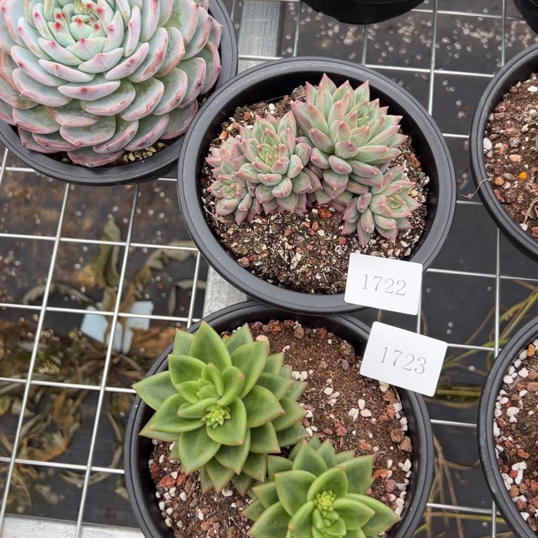 戴****）1722 1723不包整肉肉肉肉肉肉肉肉