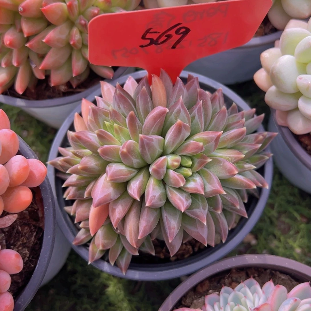 香玉的故事是一个人的故事