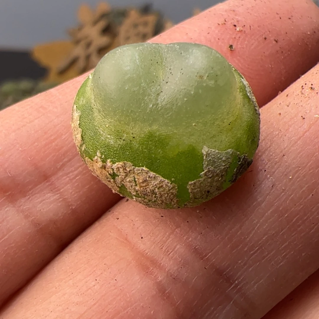 【闪购商品】0000000022