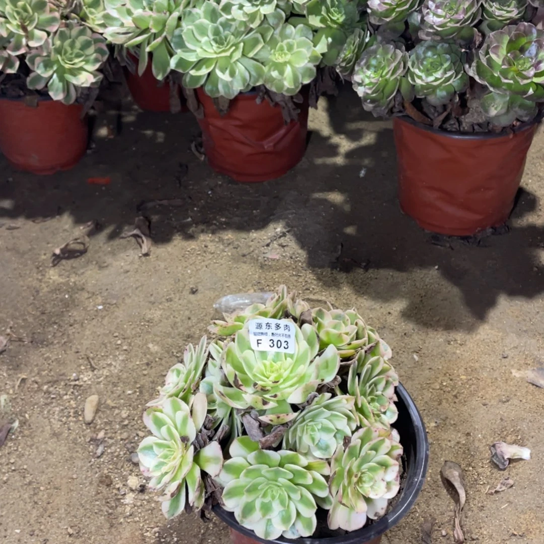 303荔枝多肉法师断枝不包