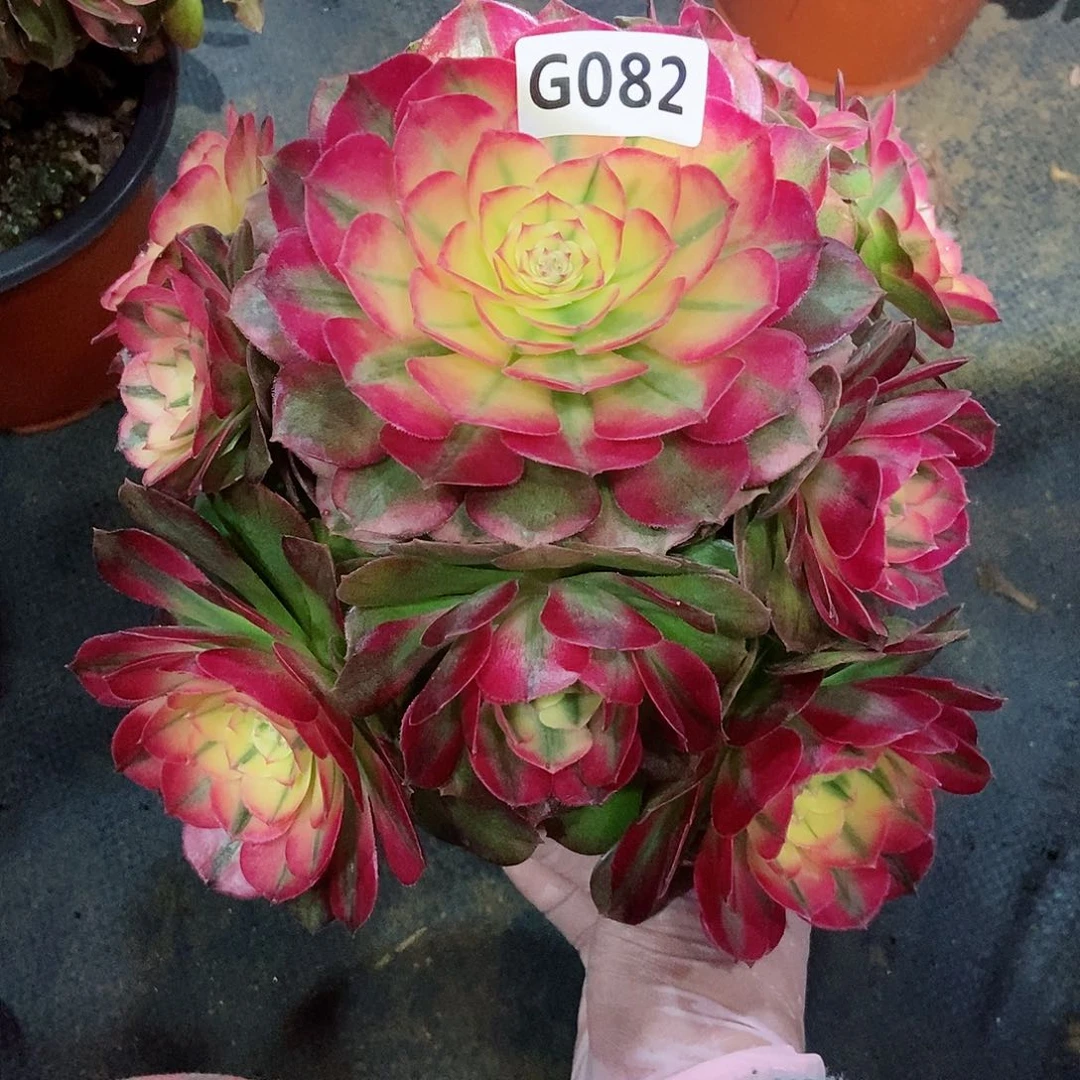 红陶听*082荔枝3冠服18