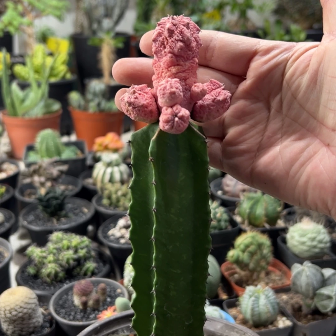 粉亚迪带盆1111111111