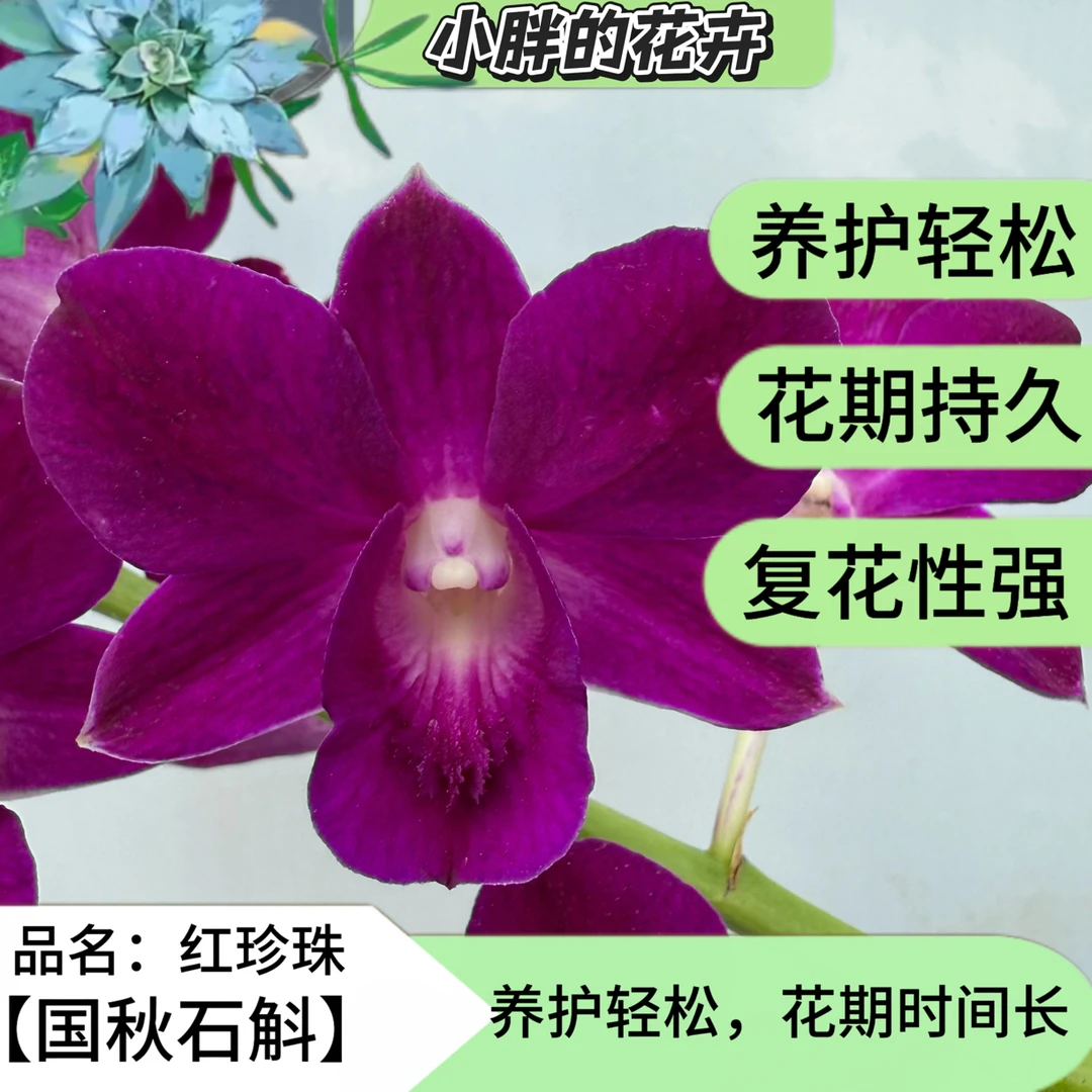 【小胖】精品秋石斛《红珍珠》昆明直发冻伤不售后石斛兰兰花盆栽