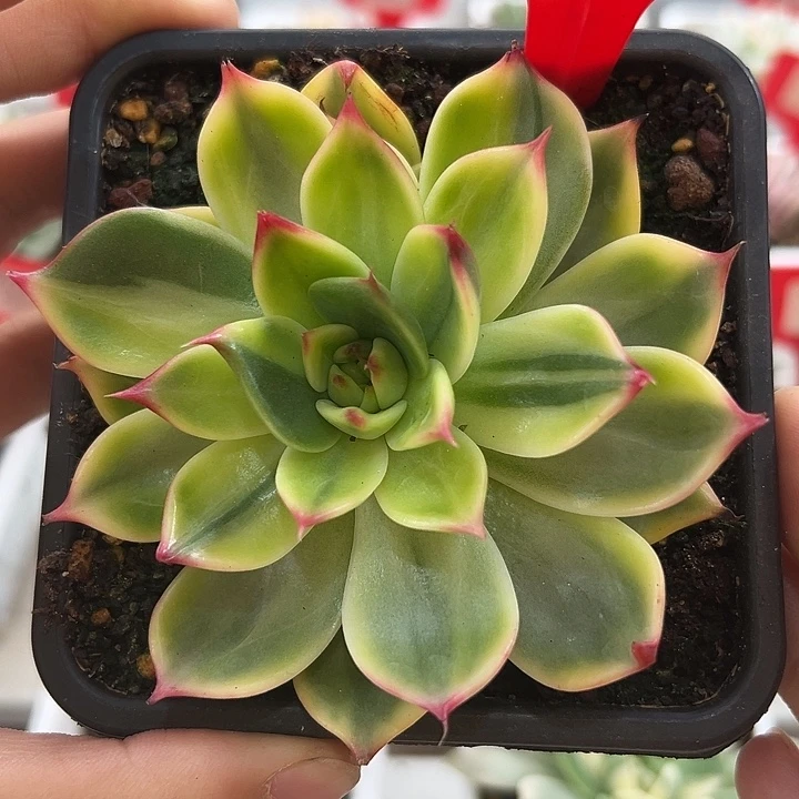 871号桃花锦多肉植物