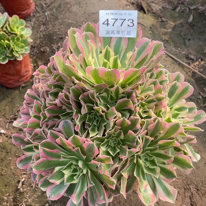 4773白凤的多肉的