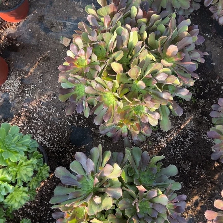 多肉植物流星雨的季节