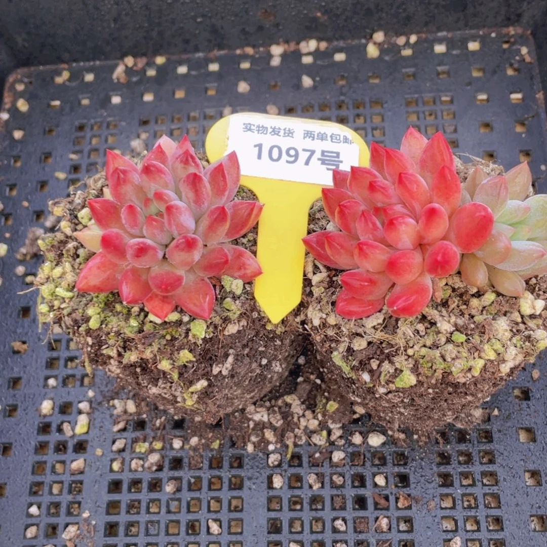 1097号 全状态车厘子精品一个
