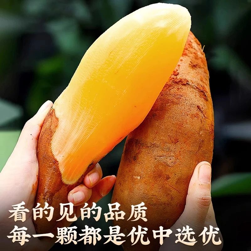 云南高山雪莲果新鲜应季水果当季产地现挖现发脆甜天山雪连果