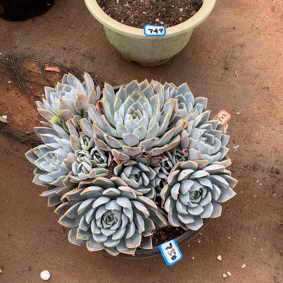 750雪兔 一物一拍多肉