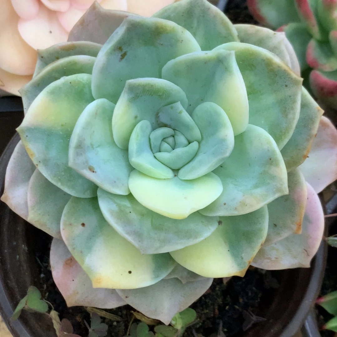 可爱玫瑰后悔哈哈哈哈哈