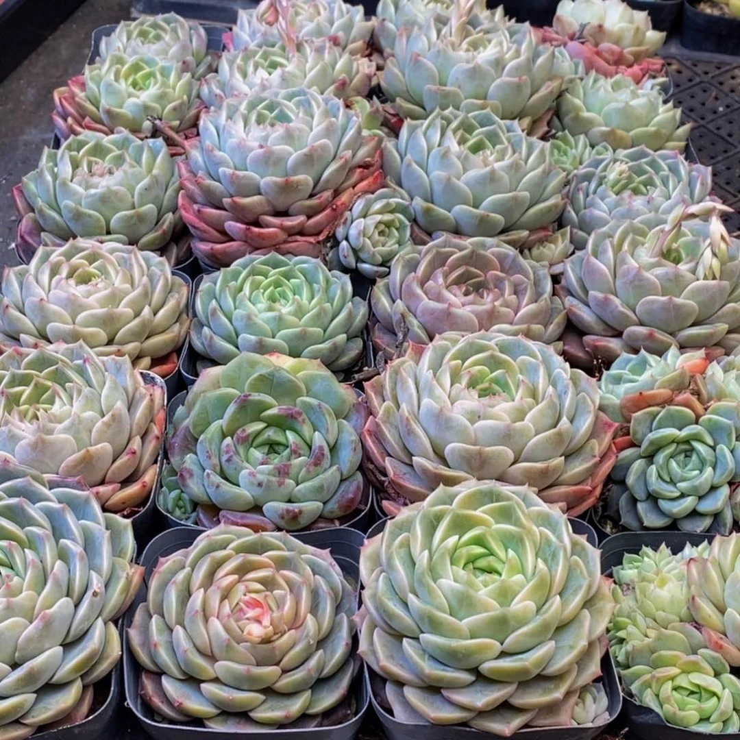 949多肉植物保护研究所所长助理研究员