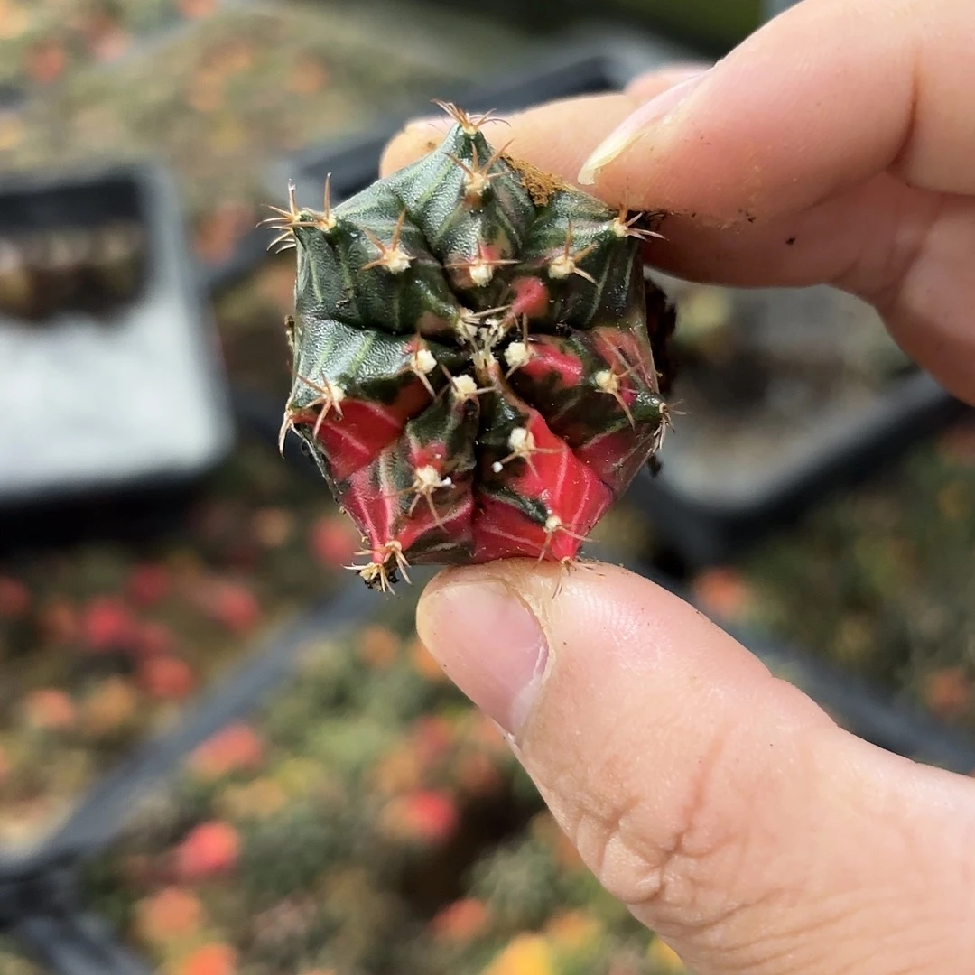 泰国米哈实生722-1122