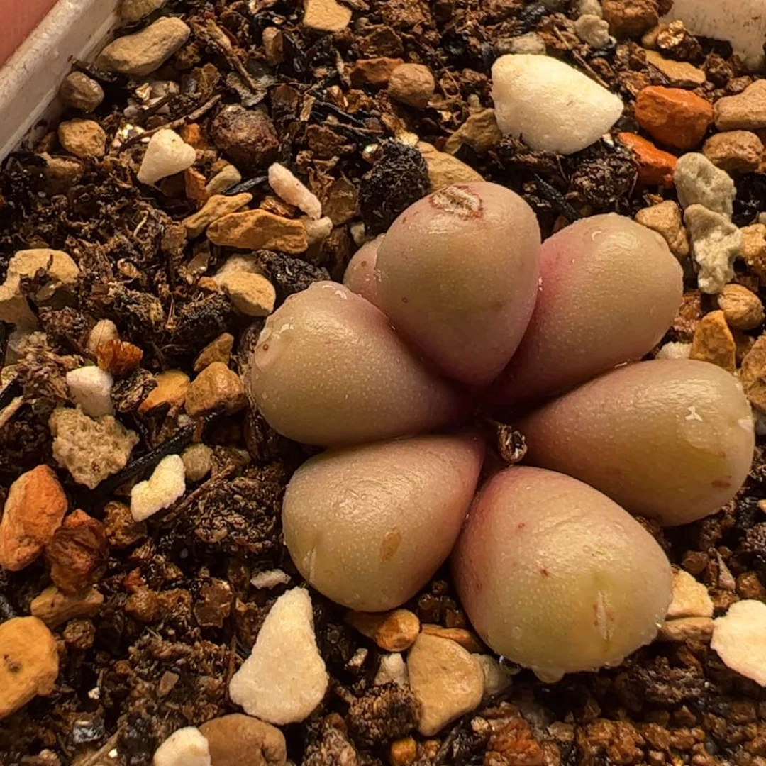 036多肉植物百科