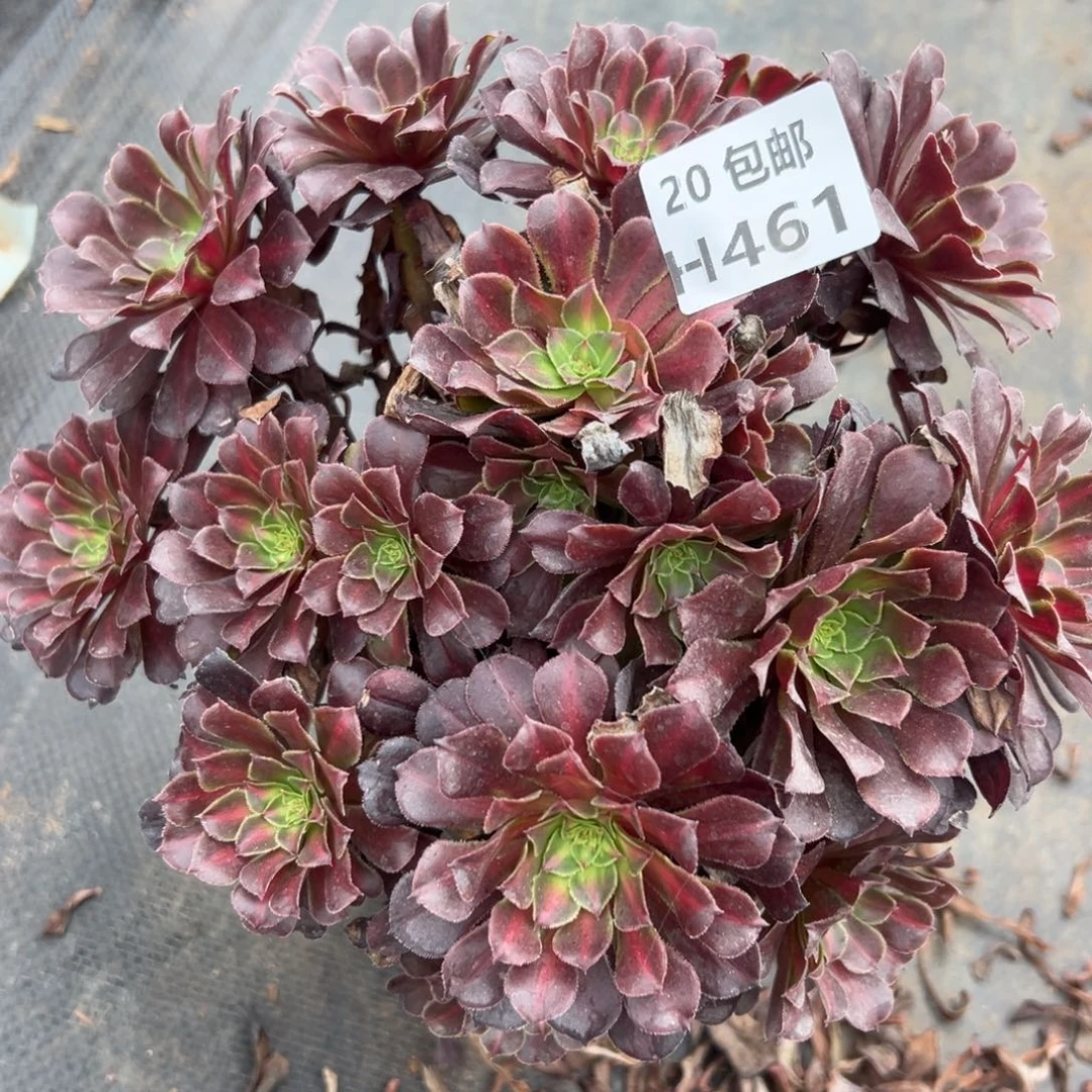 461月亮石，满20包邮