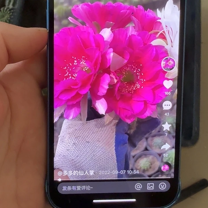 仙人球彩草侧芽歪开门见喜