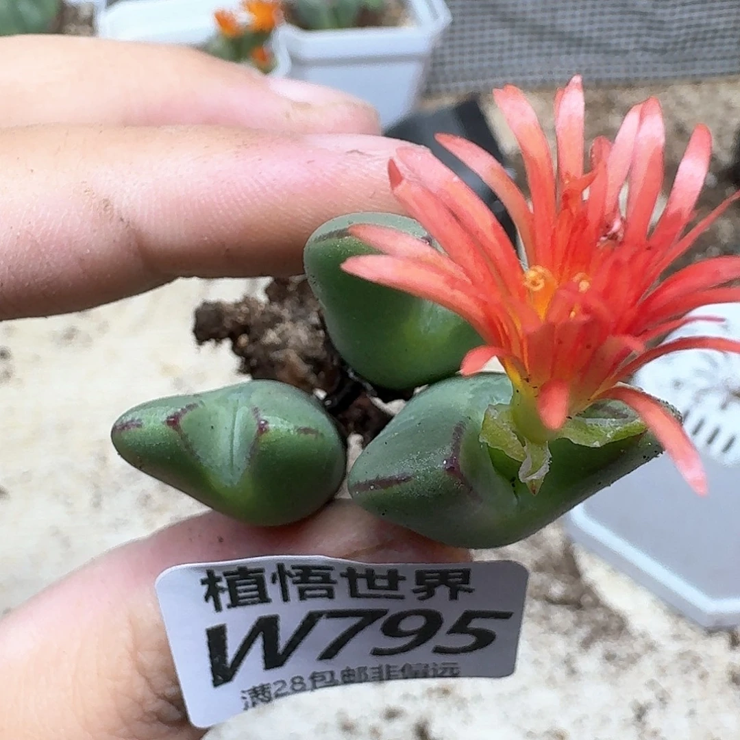 多肉植物的润泽thj