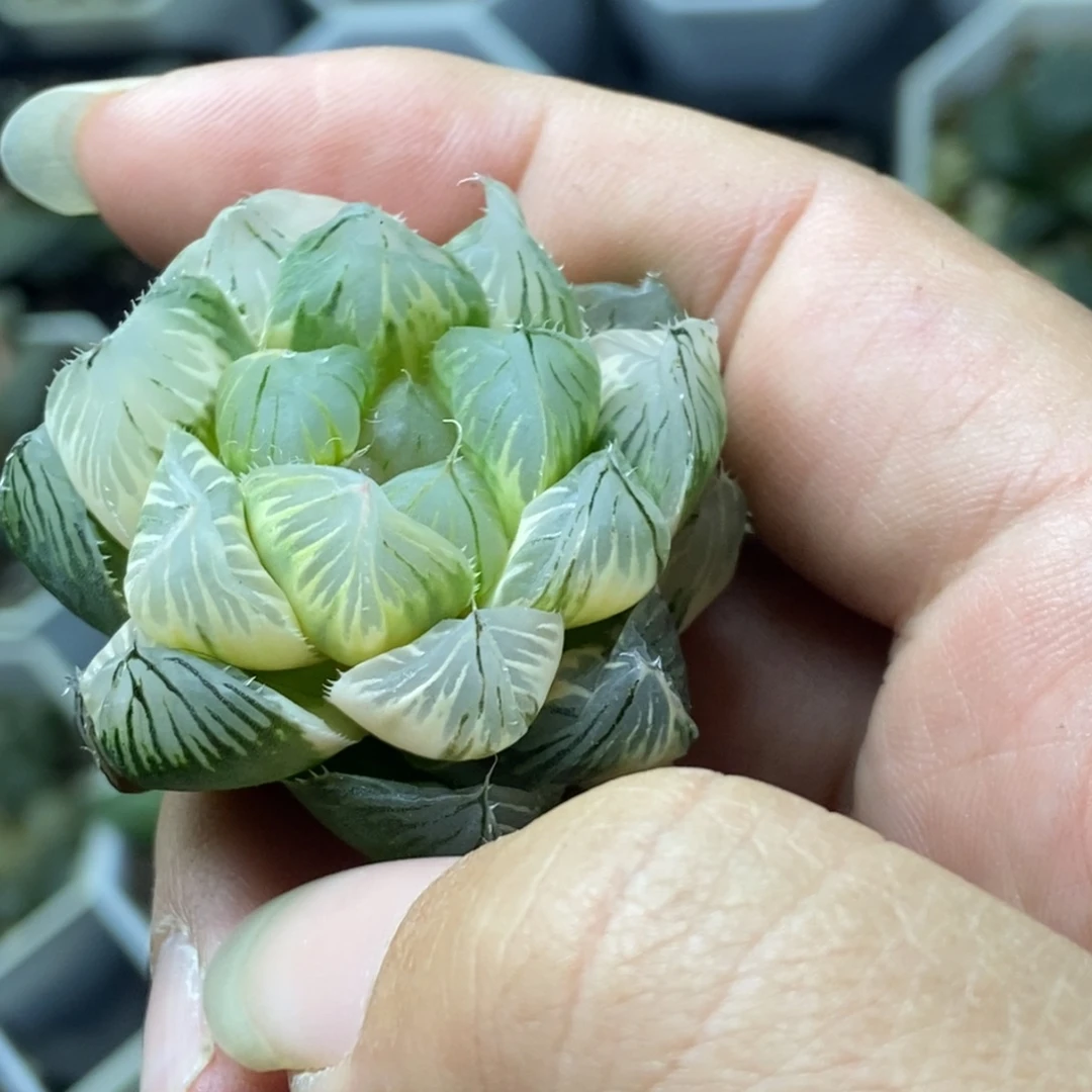 近糊斑OM玉露锦一物一拍无根