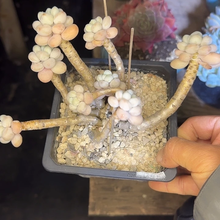 达芙妮220 多肉植物一物一拍