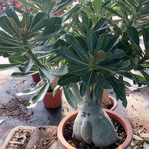 【闪购商品】无花朵刘*子