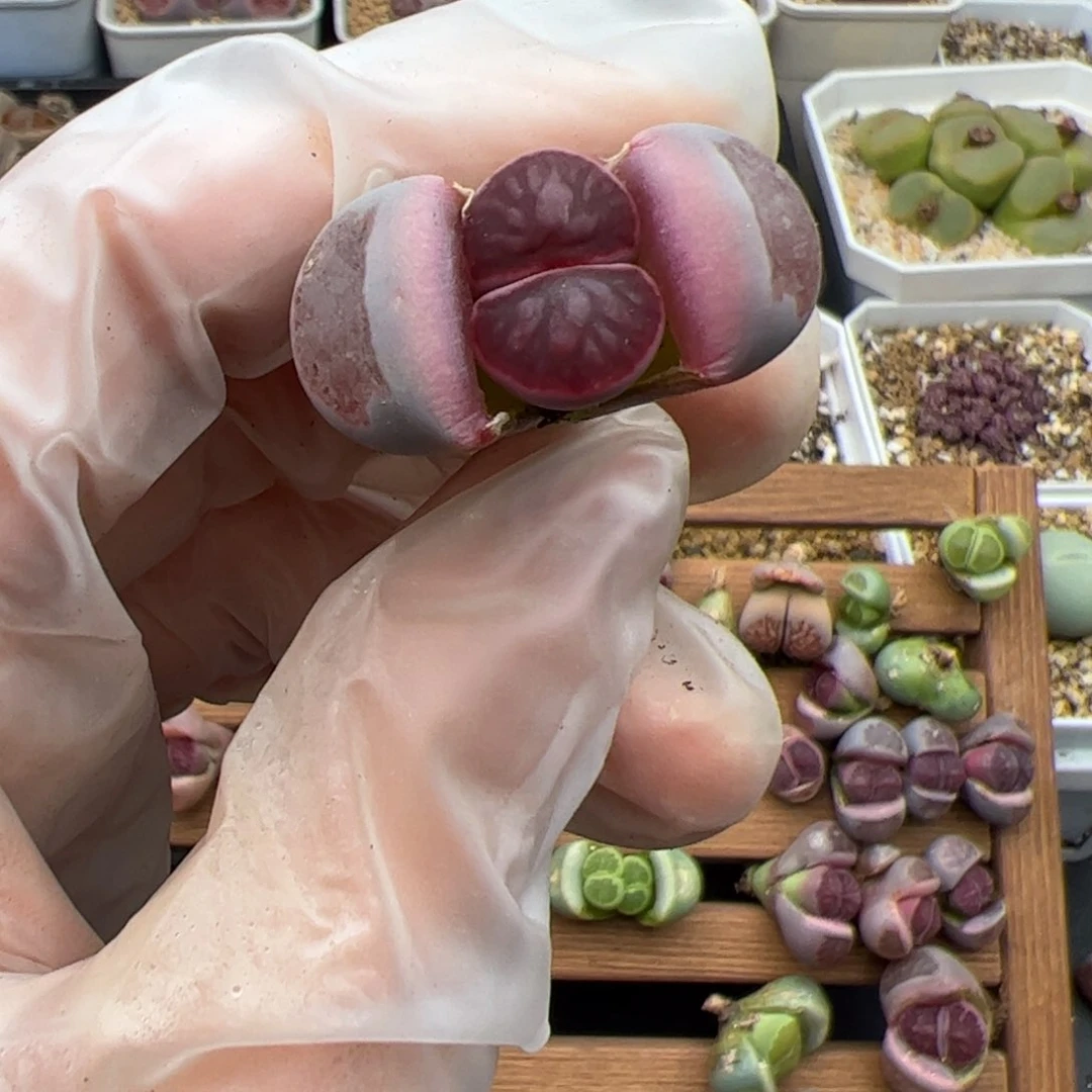 叉*ᐉ026号紫菊多肉植物