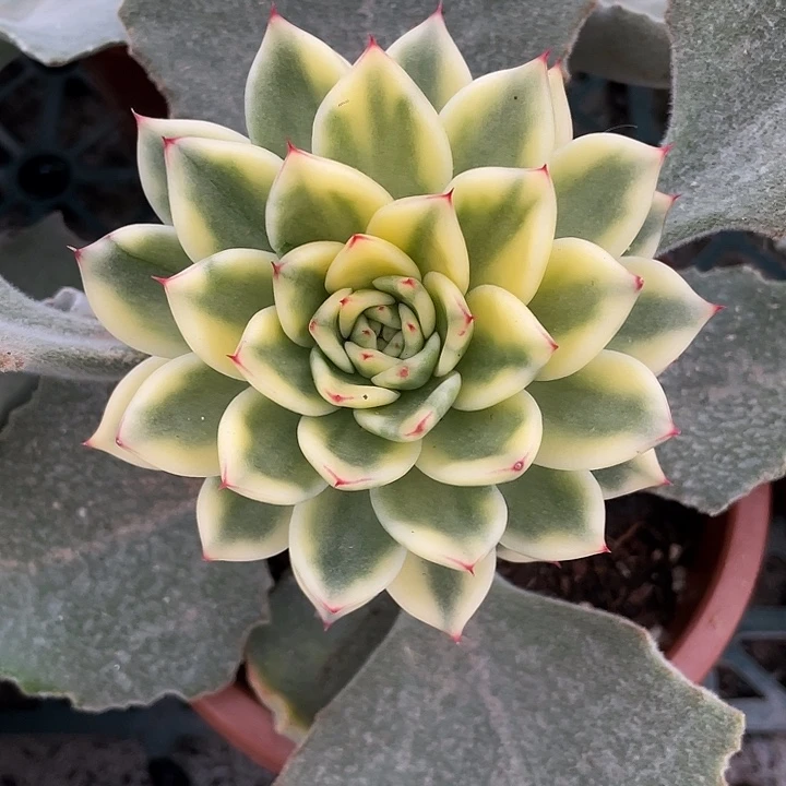 阿诗娜嫁接一物一拍锦龙