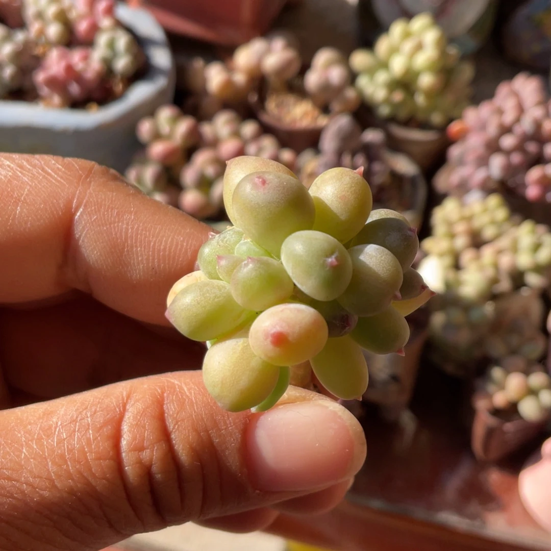 丸叶苹果奶棒棒糖没根