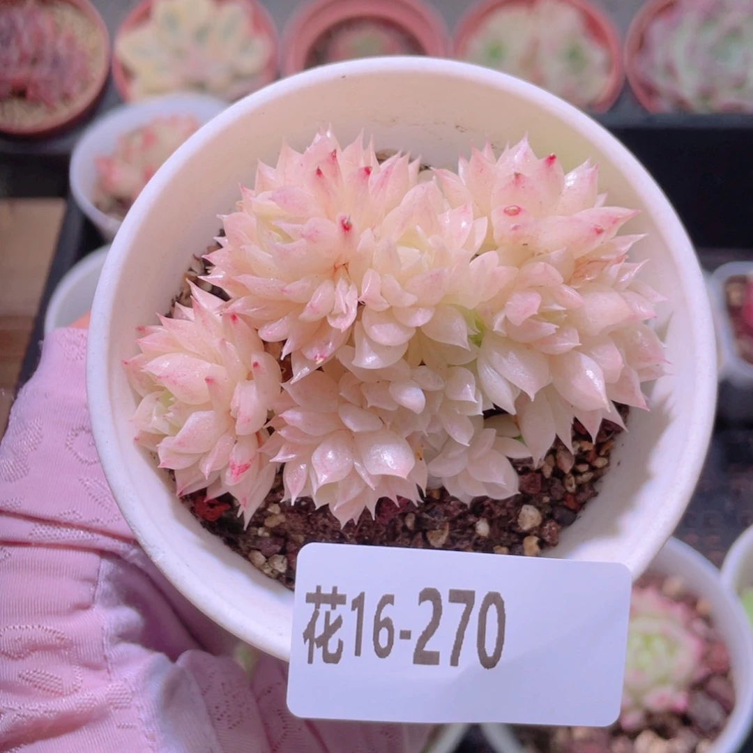 花利美16-270麦秆