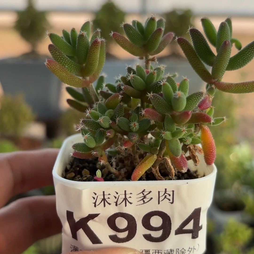994玉米枝干番杏福利