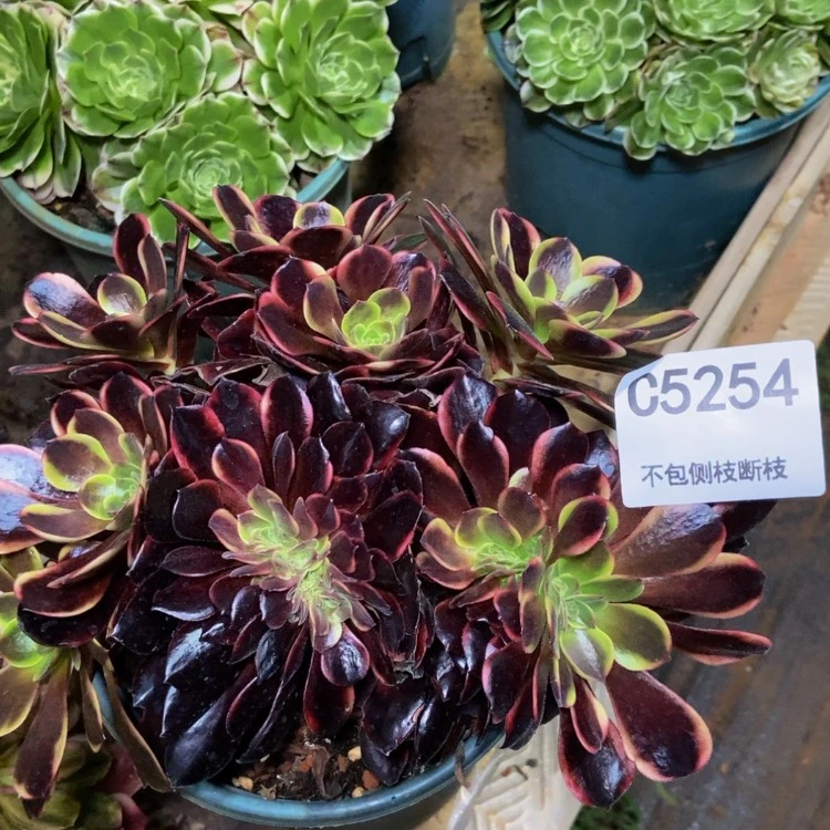 【闪购商品】5254欧嘉莉多肉