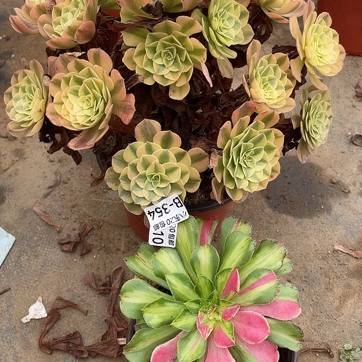 王***娟354雨荷嫁接知否两颗多肉植物福利