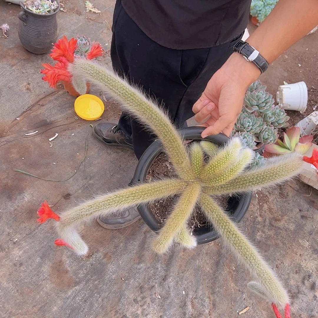 九尾狐 超级大多头