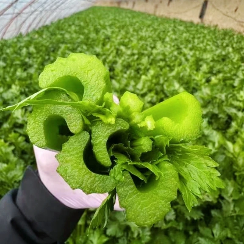 【现摘现发】精品去叶西芹榨汁专用新鲜蔬菜水果西芹原产地直发