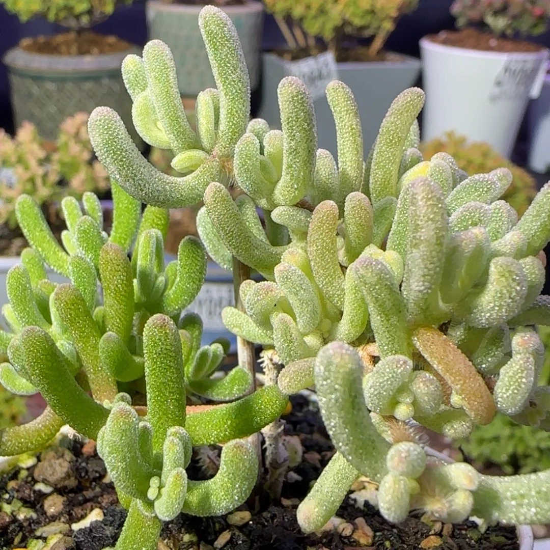 dy0649橙叶阴阳锦