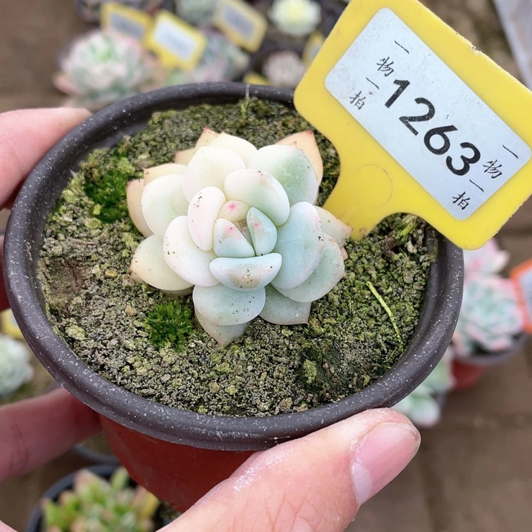 【闪购商品】1263号