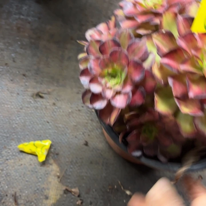 有***情哈哈多肉葡萄福利655