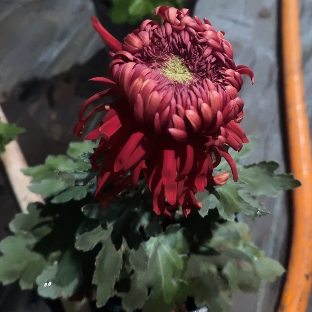 无花朵山海新娘独本一颗