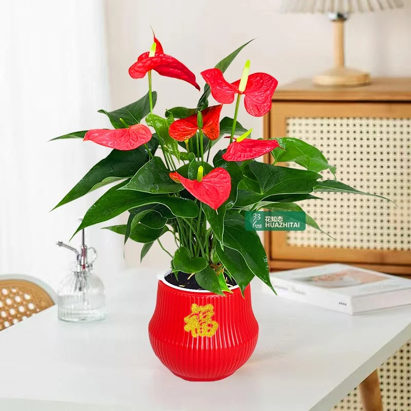 【红掌】年宵喜庆花卉好养植物四季好养护办公桌面红色绿植美化