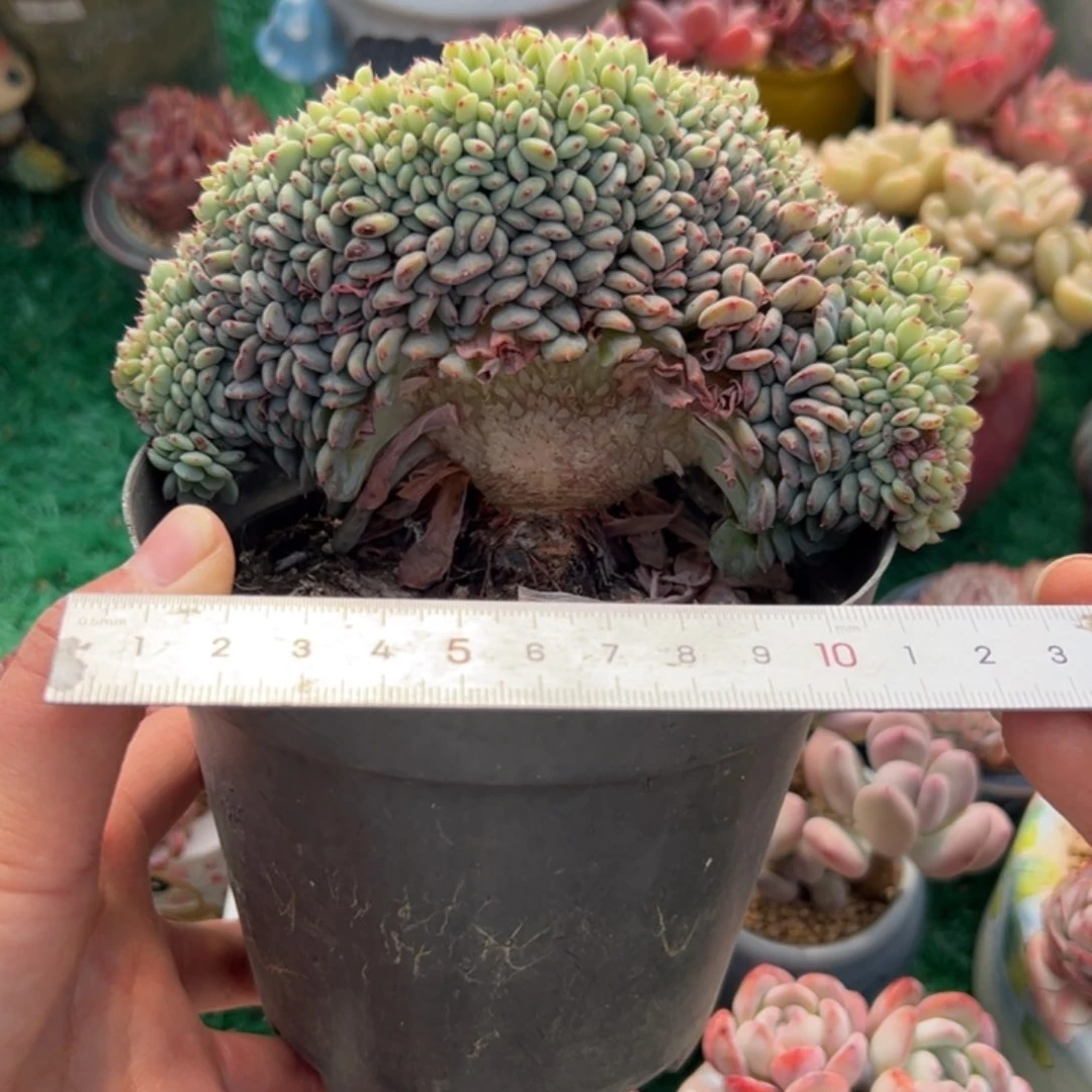 木***姐433 多肉植物组合