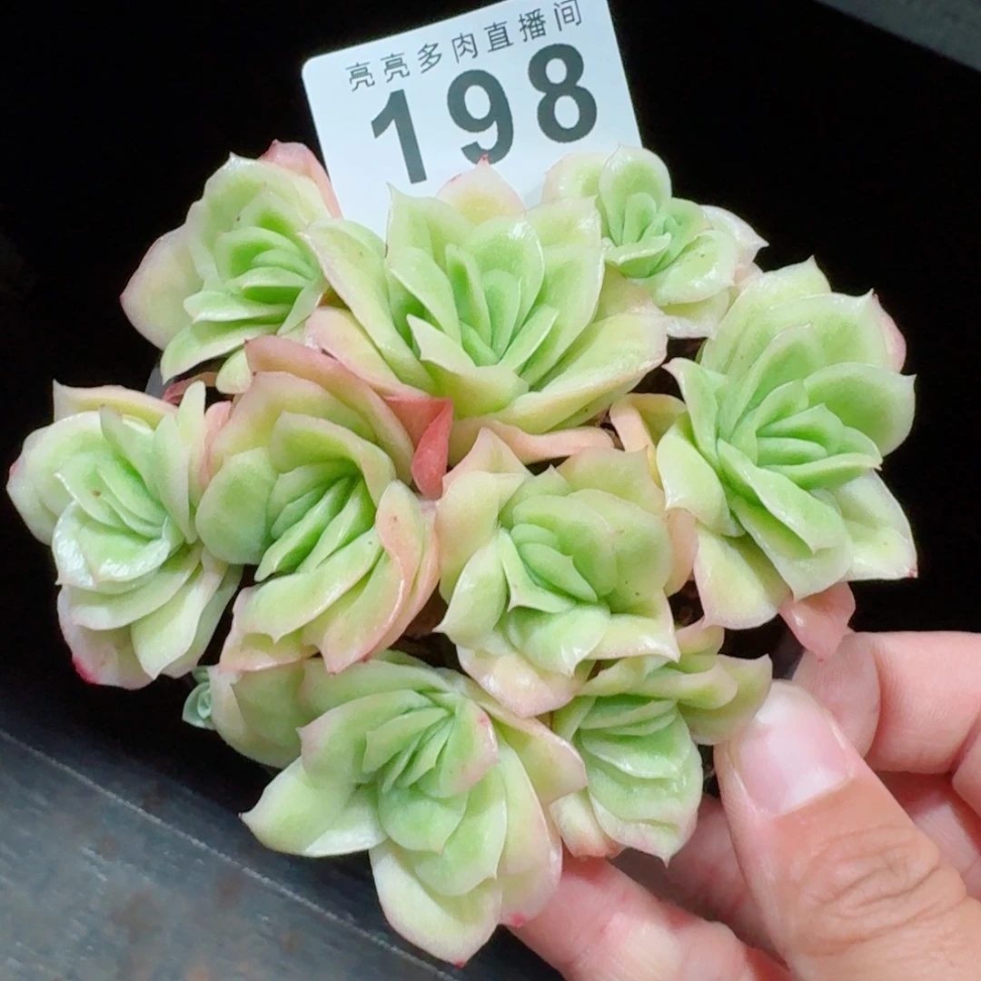 冰玫瑰锦            精美多肉植物