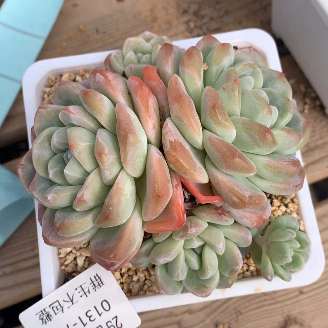 0131-79 冰玉老桩